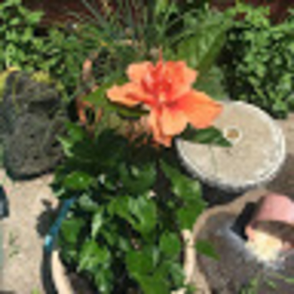 Meet your Posher, Emyn